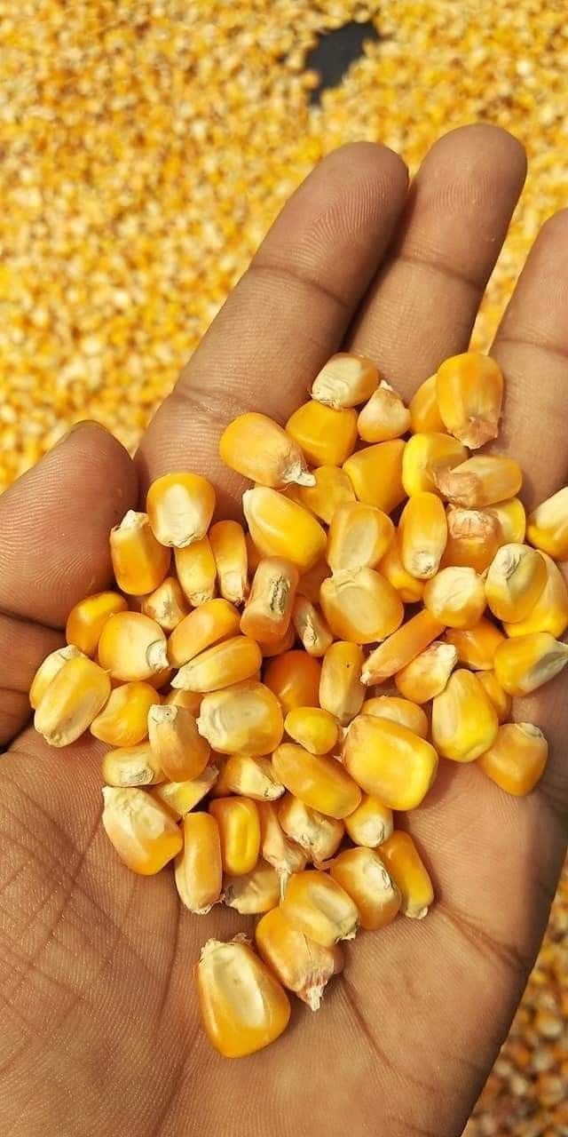 Maize Busa aksharotamexport